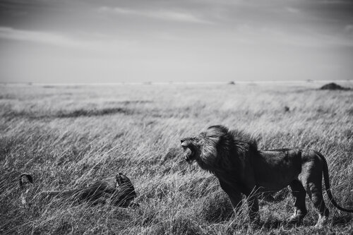 Beneath the Silence von Olya Hill, Fotografie kaufen auf Singulart