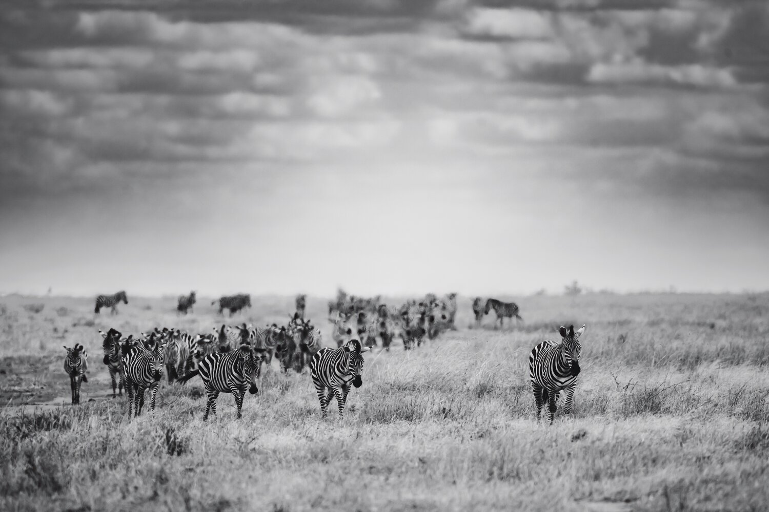 The Oasis Olya Hill