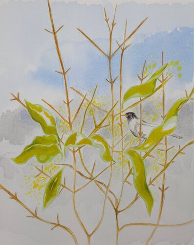 Blackbird in the bushes von Julia Hofstetter, Malerei kaufen auf Singulart