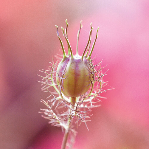 virgin in the green I by Susanne Wissnet, Photography for Sale on Singulart