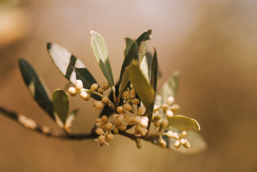 Olivenzweig by Susanne Wissnet, Photography for Sale on Singulart