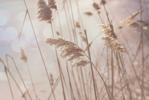 Schilf im Winter by Susanne Wissnet, 사진 for Sale on Singulart