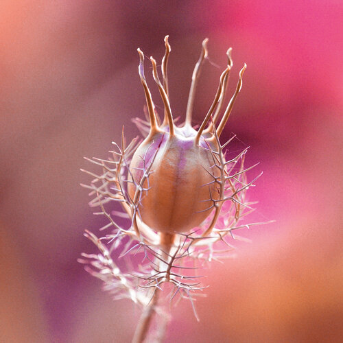 virgin in the green II by Susanne Wissnet, Photography for Sale on Singulart