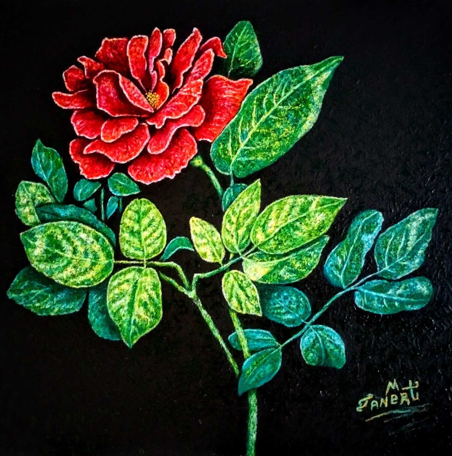 Red rose Taner Mert