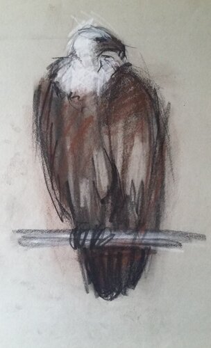 Águila di Mariano Cebrián Olleros, Disegno in vendita su Singulart