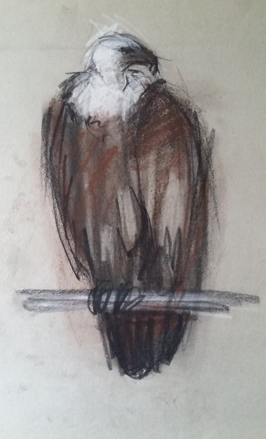 Águila Mariano Cebrián Olleros Disegno in vendita