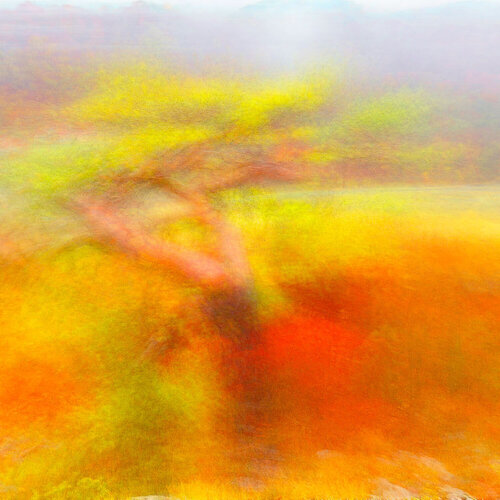 Baum von Robert Schlund, Fotografie kaufen auf Singulart