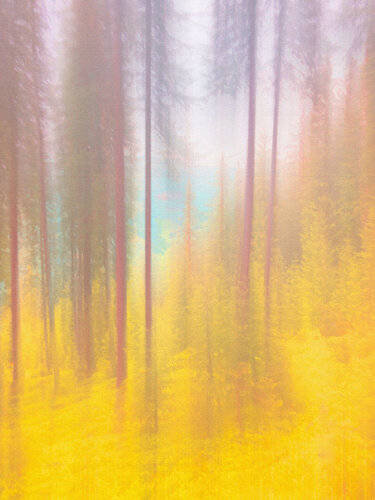 Wald von Robert Schlund, Fotografie kaufen auf Singulart