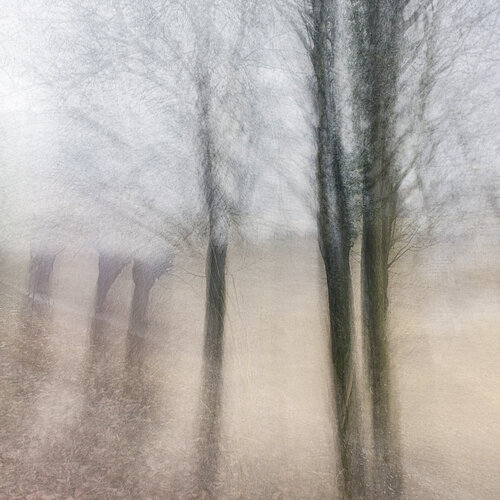Weiden 02 von Robert Schlund, Fotografie kaufen auf Singulart