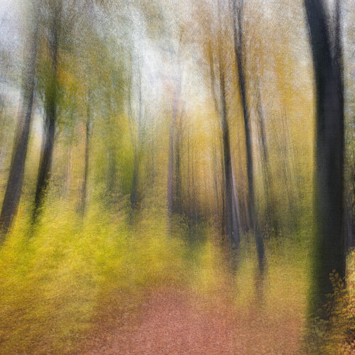 Herbstwald 03 van Robert Schlund, Fotografie te koop op Singulart