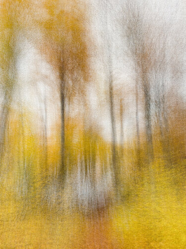 Herbstwald 01 van Robert Schlund, Fotografie te koop op Singulart