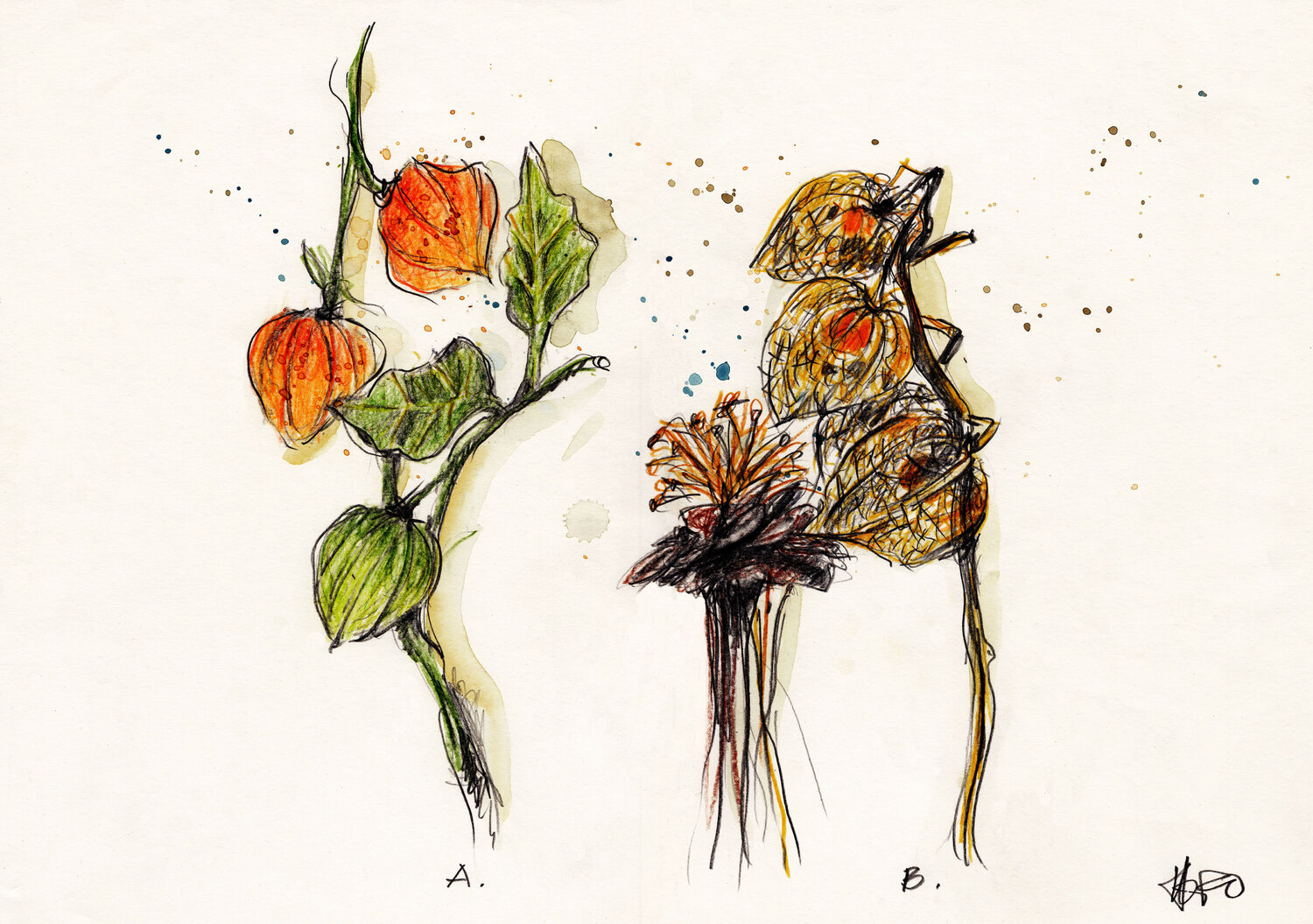 Physealis Helmut Kruse