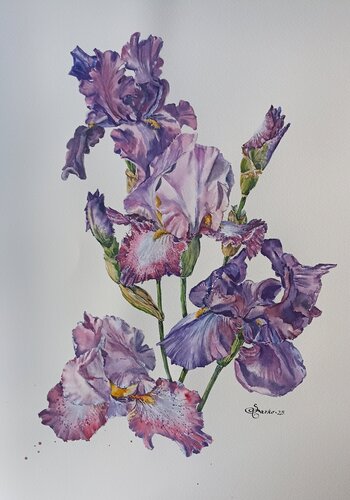 Irises. di Tetyana Donets, Opera su carta in vendita su Singulart