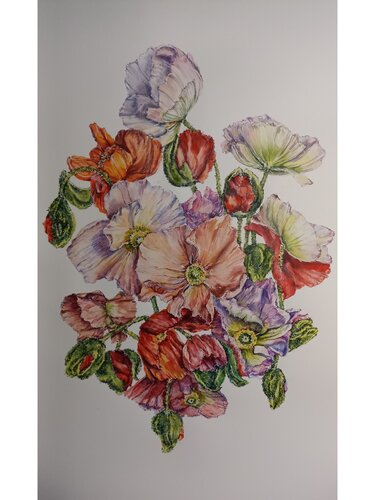 Poppies pink. von Tetyana Donets, Zeichnungen kaufen auf Singulart