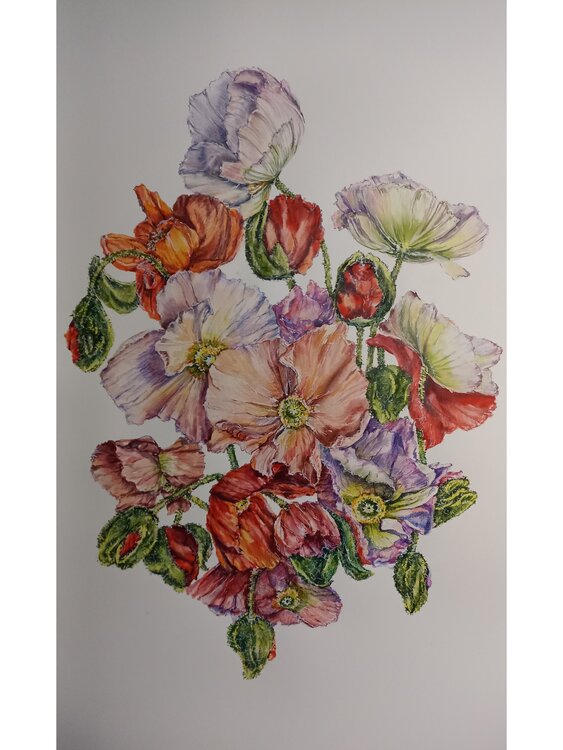 Poppies pink. Tetyana Donets