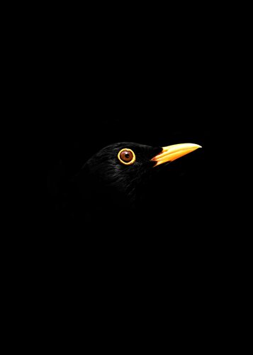 Blackbird van Jean-Marie Gitard, Afdruk te koop op Singulart