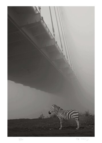 Le Zèbre du Pont von Jean-Marie Gitard, Druck kaufen auf Singulart