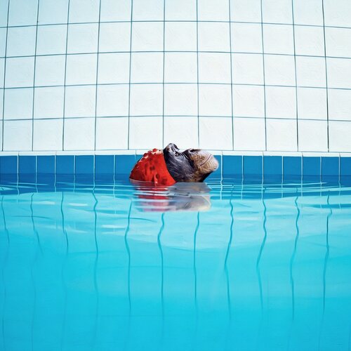 Une Vie de Chimpanzée di Jean-Marie Gitard, Stampa in vendita su Singulart