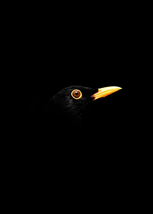 Blackbird Jean-Marie Gitard