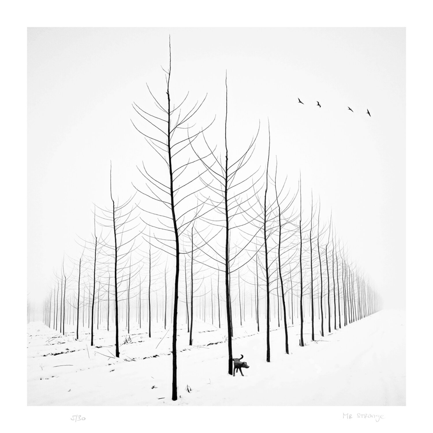 Pee break at Pelligrini Forest Jean-Marie Gitard