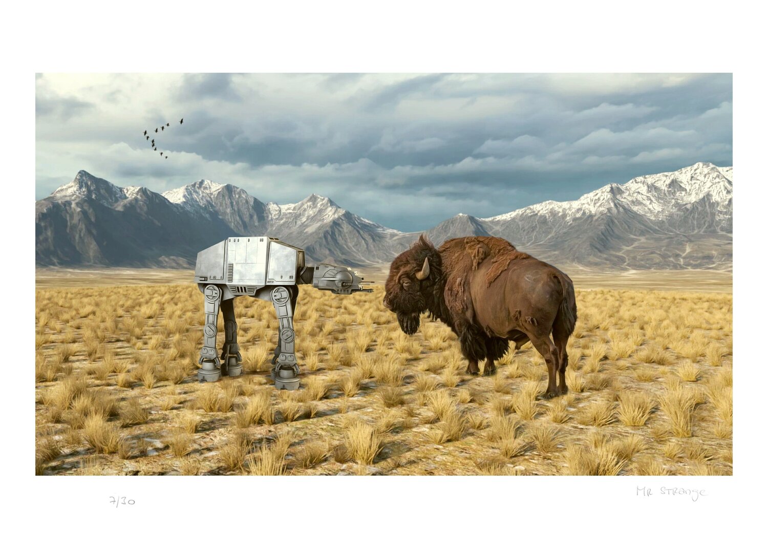 Buffaloes Jean-Marie Gitard
