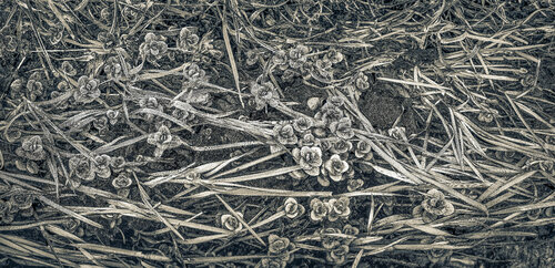 Small , cold stream near Zurich,  2022 PETER WOODBURN