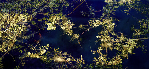 Light on the surface of a small fen, Cambridge PETER WOODBURN