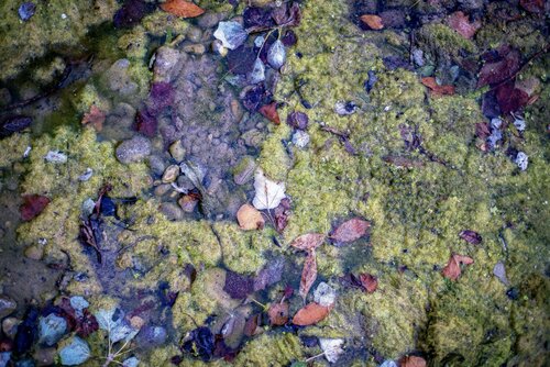 Leaves caught in riverside weed in sky-light after sunset, Orbieu- Aussou confluence, Ornaisons,  9:15pm July 16th, 2021 de PETER WOODBURN, Fotografía a la venta en Singulart