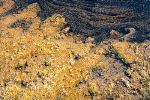 Drowned Yellow von PETER WOODBURN, Fotografie kaufen auf Singulart