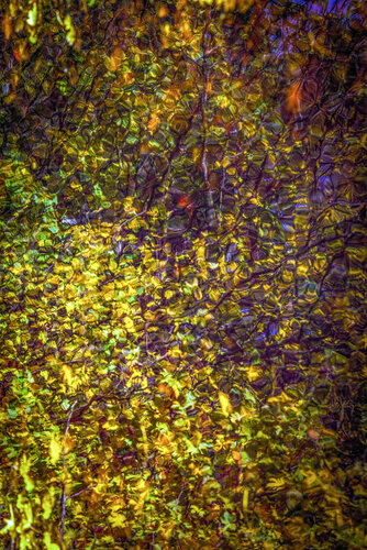 In rainwater (border path near Ornex) von PETER WOODBURN, Fotografie kaufen auf Singulart