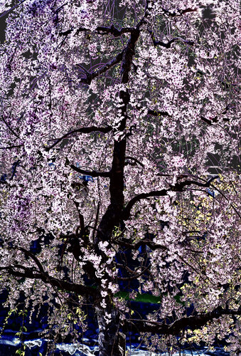 Late blossom, Takayama de PETER WOODBURN, Fotografía a la venta en Singulart