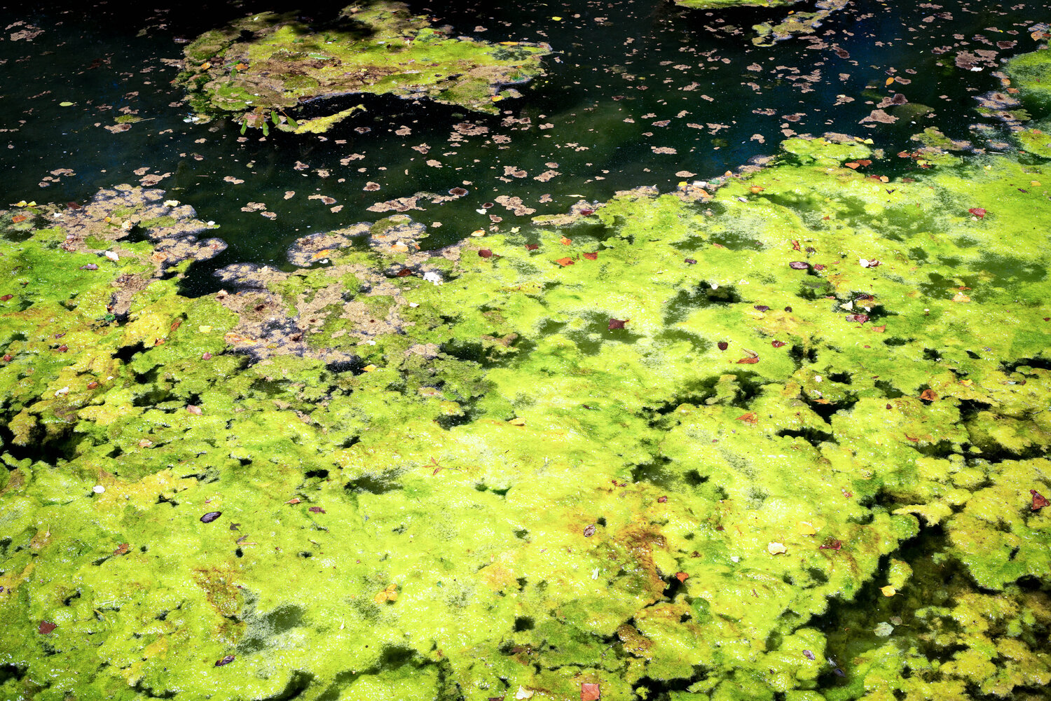 Light and shadow on August  weed at the Aussou-Orbieu confluence, 2020 PETER WOODBURN Fotografie zu verkaufen