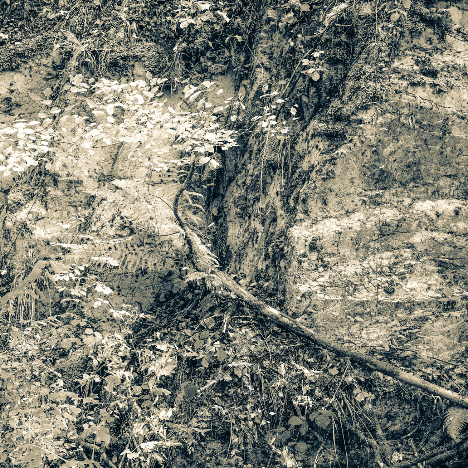 Rock Face on Forest Road near Gex PETER WOODBURN