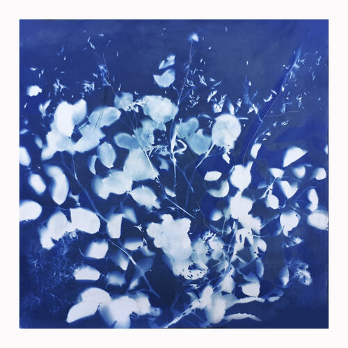 Cyanotipe A von Claudio Pincas Feldman, Malerei kaufen auf Singulart