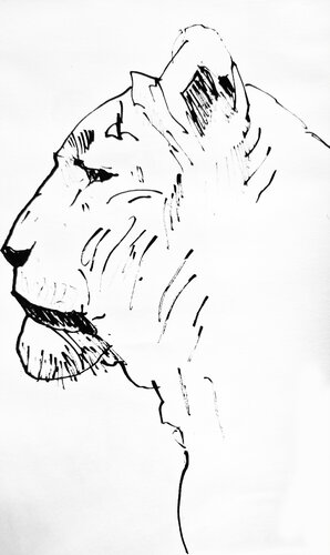 Leon 745 van Claudio Pincas Feldman, Tekening te koop op Singulart