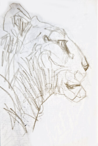 Leon 29 van Claudio Pincas Feldman, Tekening te koop op Singulart