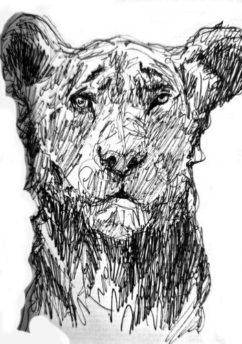 Leon joven di Claudio Pincas Feldman, Disegno in vendita su Singulart