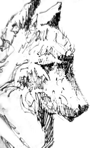 Wolf 4 van Claudio Pincas Feldman, Tekening te koop op Singulart