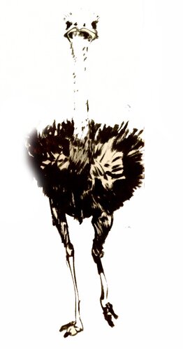 Struivogel B van Claudio Pincas Feldman, Tekening te koop op Singulart