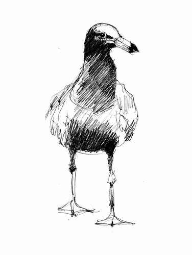 ""Gaviota Cangrejera"" van Claudio Pincas Feldman, Tekening te koop op Singulart