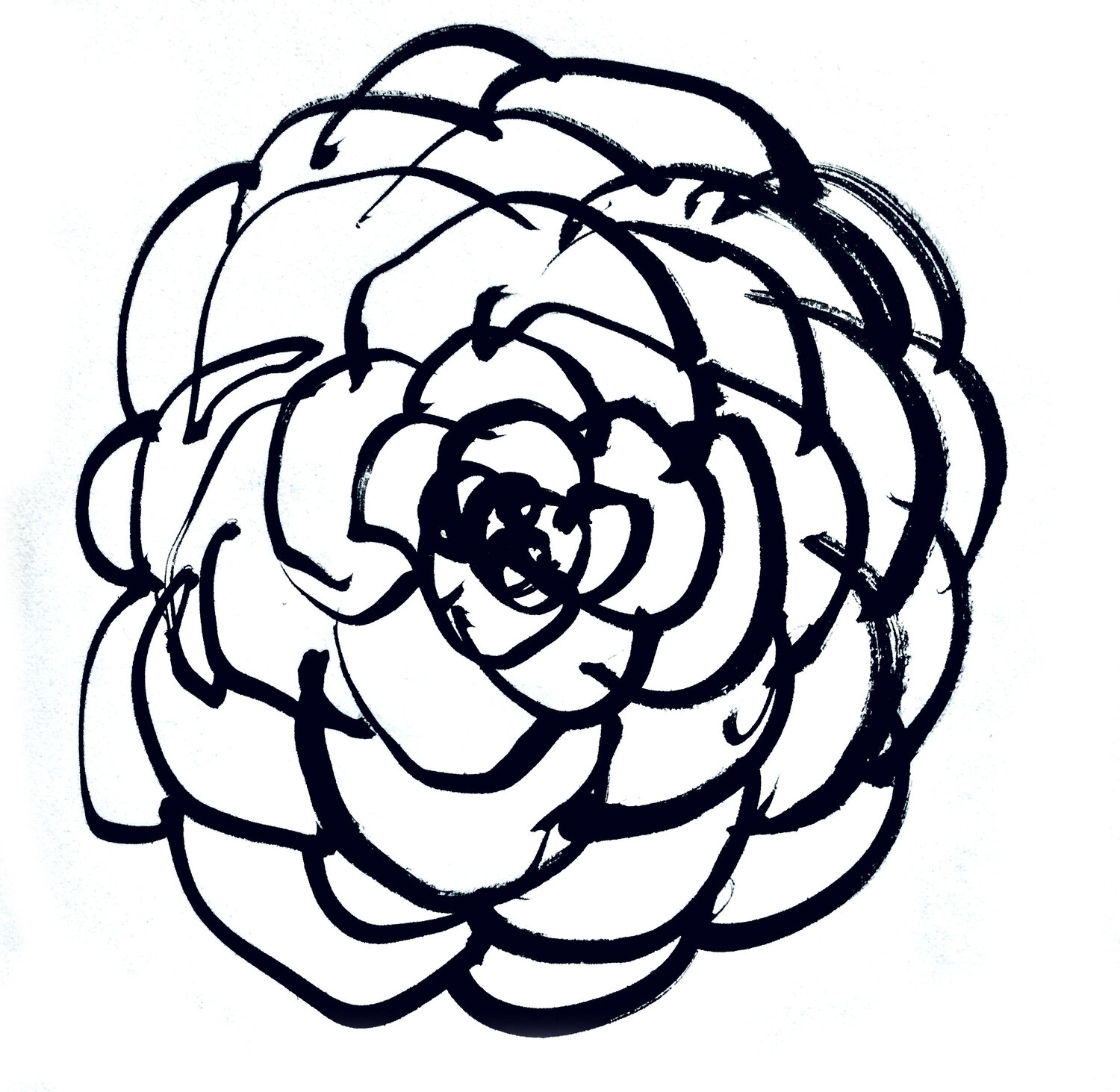 Rose ( Sketch Hand Drawing) Claudio Pincas Feldman