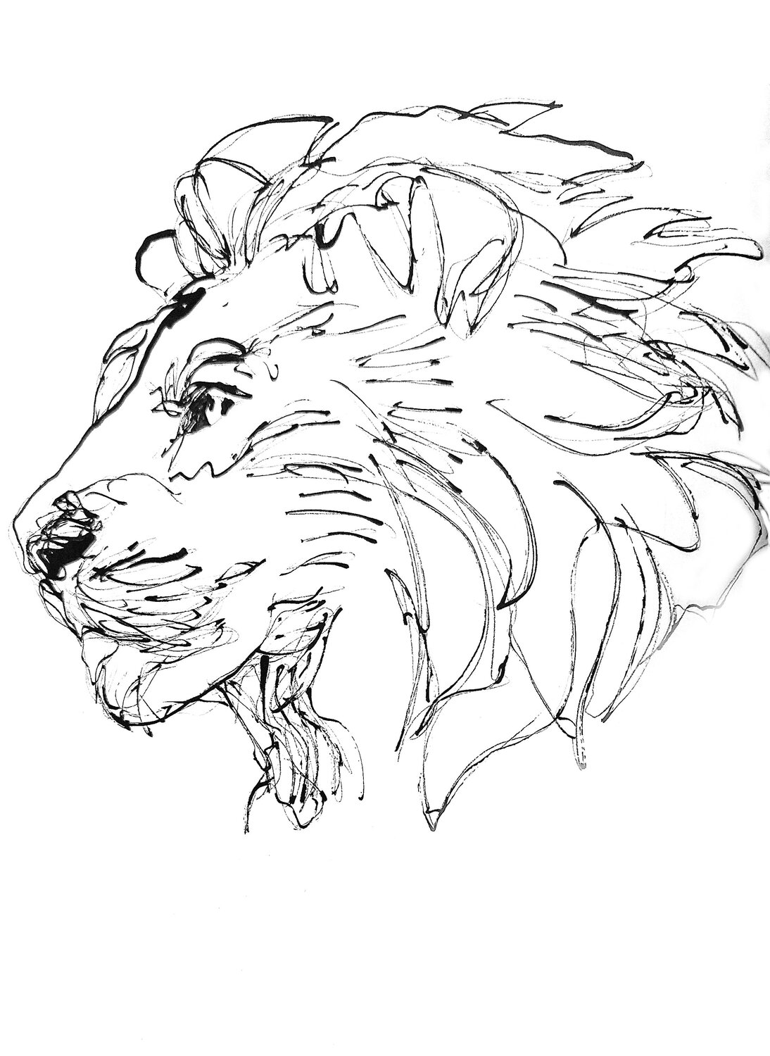 Dibujo Leon Claudio Pincas Feldman