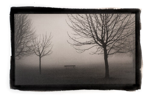 Trees in Fog, Platinum-Palladium Limited Edition Print 1 of 10 von Pawel Libera, Fotografie kaufen auf Singulart