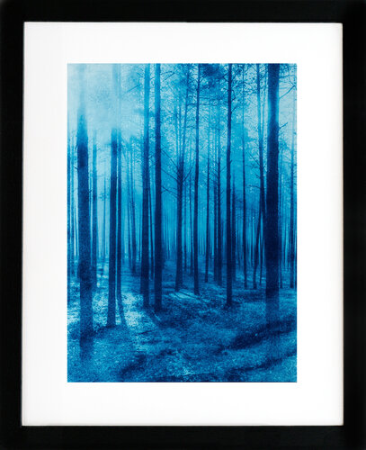 Blue Forest – Limited Edition Cyanotype (1/5) von Pawel Libera, Fotografie kaufen auf Singulart
