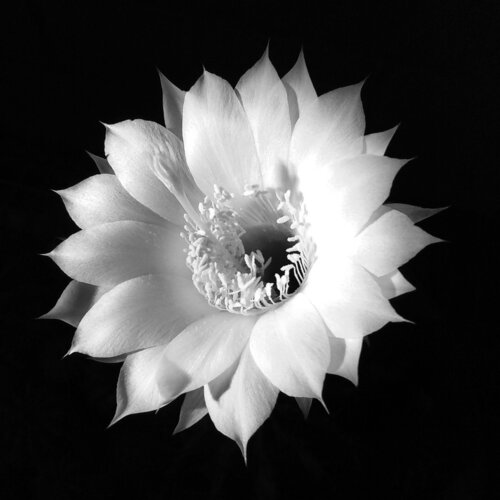 resilience von Mariapia Statile, Fotografie kaufen auf Singulart