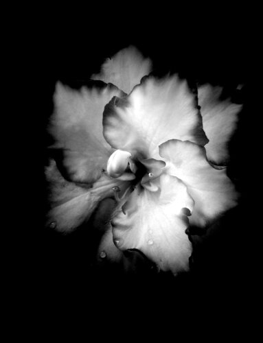 mystery von Mariapia Statile, Fotografie kaufen auf Singulart