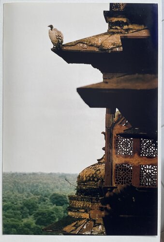 En voie de disparition by Shank ARTE, Photography for Sale on Singulart