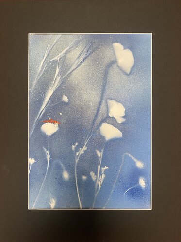 Coquelicots et graminées van Catherine Zivi, Werk op papier te koop op Singulart