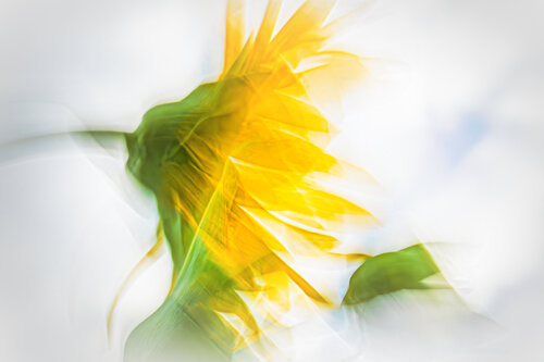 Let the sunshine in von Art Merl, Fotografie kaufen auf Singulart