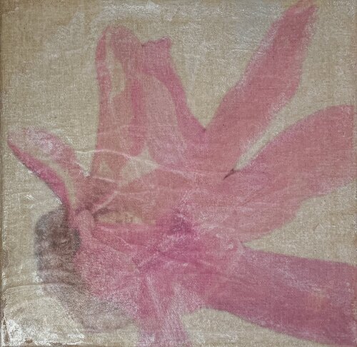 Sternmagnolie 2 von Heike Kirsch, Druck kaufen auf Singulart